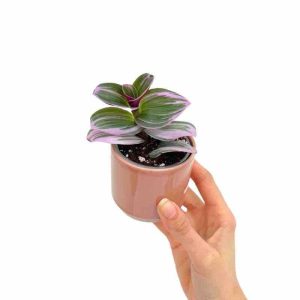 Tradescantia Nanouk